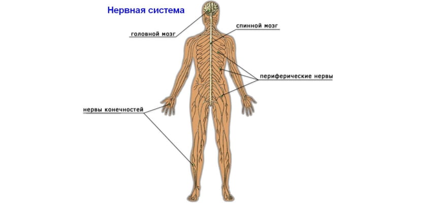 Нервная система человека